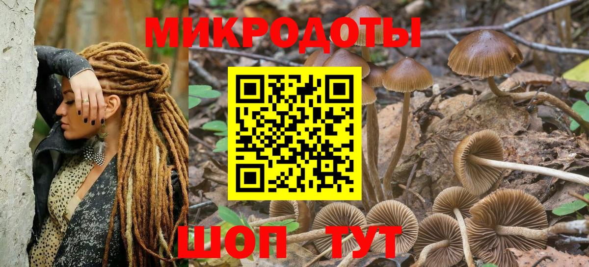 Галлюциногенные грибы Psilocybine cubensis Пенза